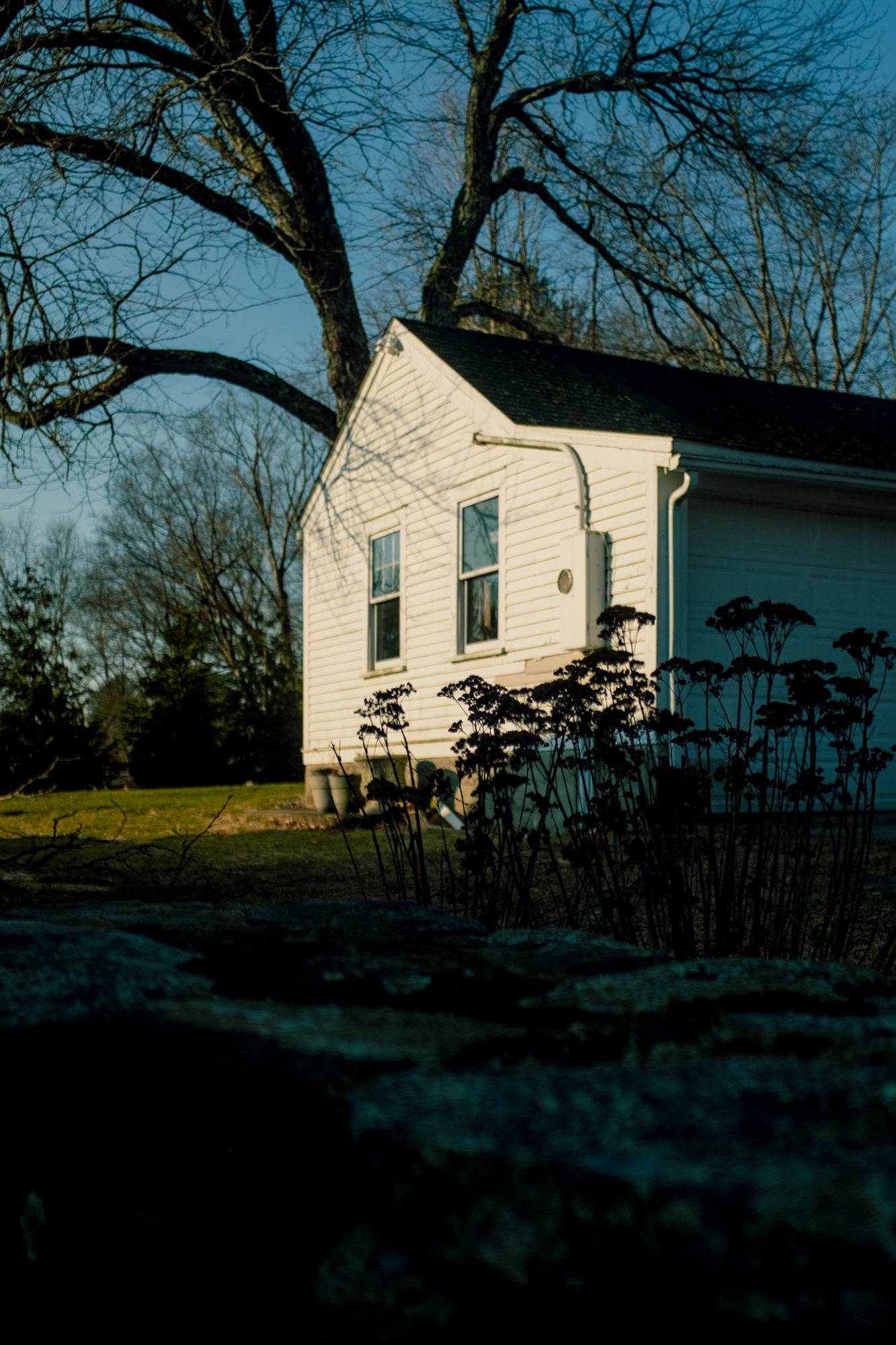 Homestead update and Flower dreaming