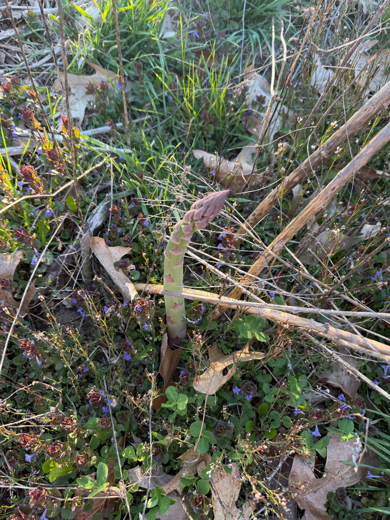 Home and Garden updates
