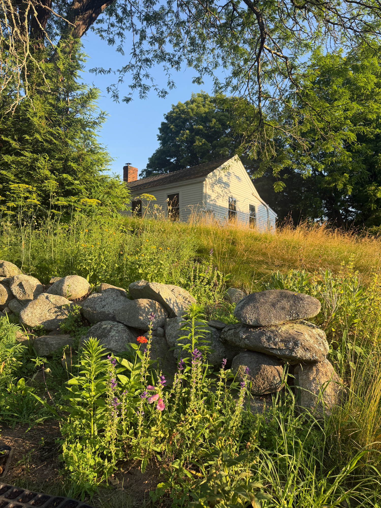 Summer in the Meadow