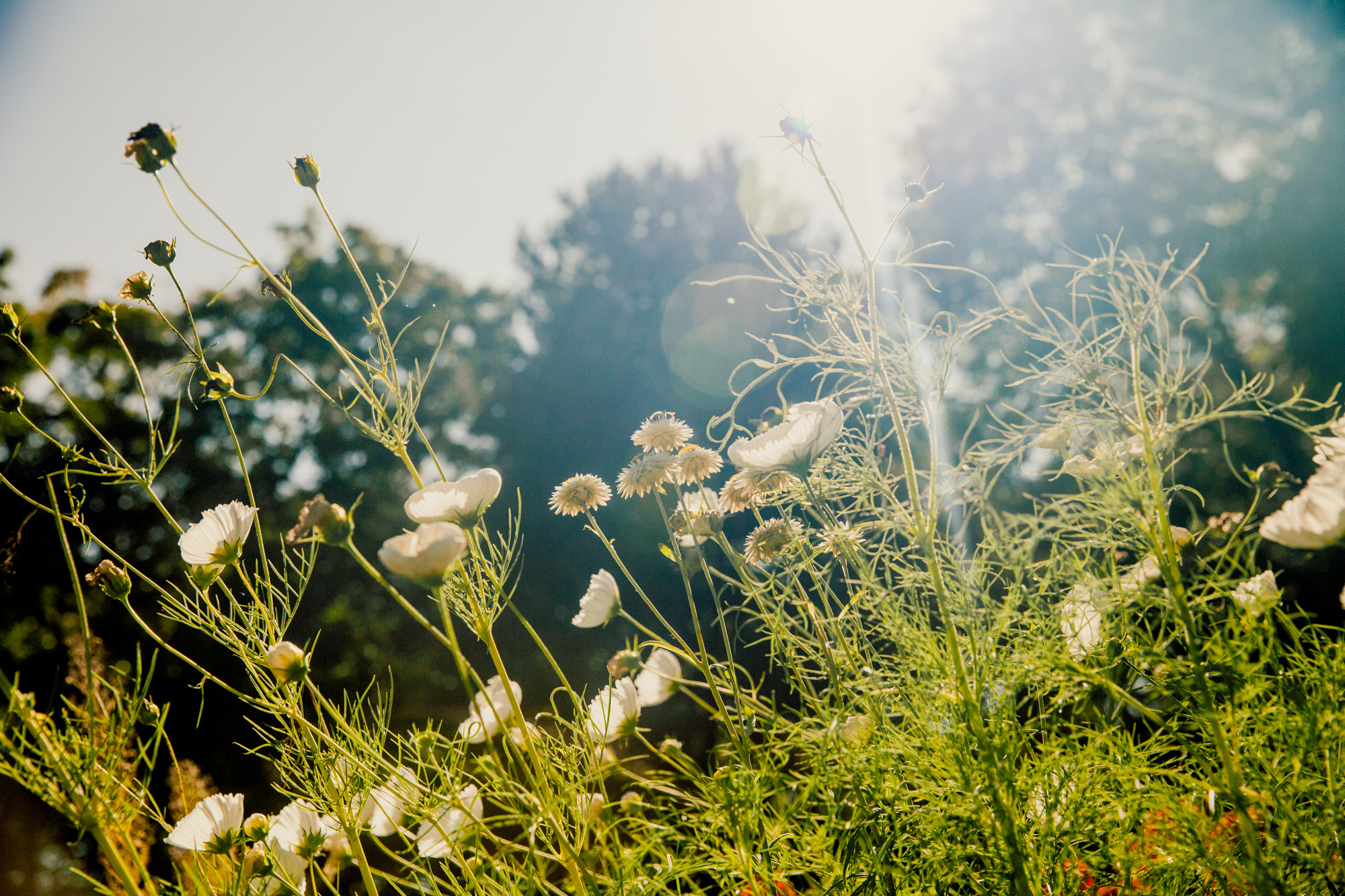 Meadowvideo experiments